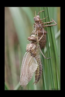 Epitheca bimaculata, thumbnail 8 / 20