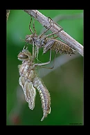 Epitheca bimaculata, thumbnail 9 / 20
