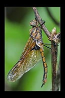 Epitheca bimaculata, thumbnail 10 / 20