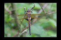 Epitheca bimaculata, thumbnail 12 / 20