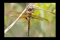 Epitheca bimaculata, thumbnail 13 / 20