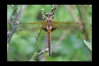 Epitheca bimaculata, thumbnail 16 / 20