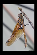 Epitheca bimaculata, thumbnail 17 / 20