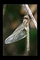 Epitheca bimaculata, thumbnail 19 / 20