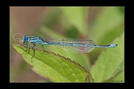 Erythromma lindenii, thumbnail 1 / 20