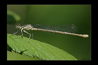 Erythromma lindenii, thumbnail 2 / 20