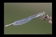 Erythromma lindenii, thumbnail 3 / 20