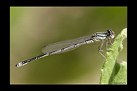 Erythromma lindenii, thumbnail 4 / 20