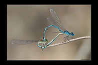 Erythromma lindenii, thumbnail 8 / 20