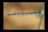 Erythromma lindenii, thumbnail 9 / 20