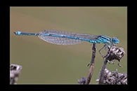 Erythromma lindenii, thumbnail 10 / 20
