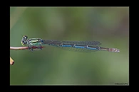 Erythromma lindenii, thumbnail 12 / 20
