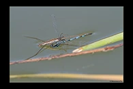 Erythromma lindenii, thumbnail 13 / 20