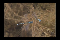 Erythromma lindenii, thumbnail 16 / 20