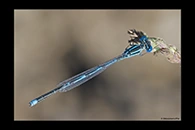 Erythromma lindenii, thumbnail 17 / 20