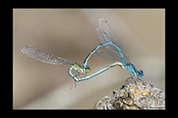 Erythromma lindenii, thumbnail 19 / 20