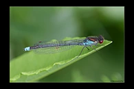 Erythromma najas, thumbnail 2 / 20