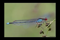 Erythromma najas, thumbnail 4 / 20