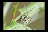 Erythromma najas, thumbnail 9 / 20