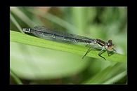 Erythromma najas, thumbnail 10 / 20