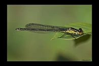 Erythromma najas, thumbnail 11 / 20
