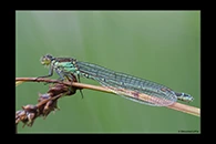Erythromma najas, thumbnail 12 / 20