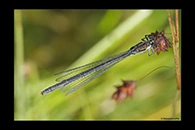 Erythromma najas, thumbnail 13 / 20