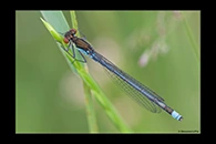 Erythromma najas, thumbnail 16 / 20