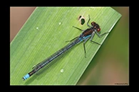 Erythromma najas, thumbnail 18 / 20