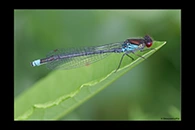 Erythromma najas, thumbnail 19 / 20