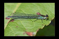 Erythromma najas, thumbnail 20 / 20