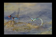 Erythromma viridulum, thumbnail 5 / 20