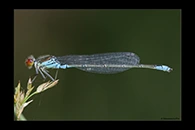 Erythromma viridulum, thumbnail 7 / 20
