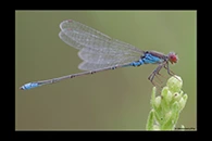 Erythromma viridulum, thumbnail 9 / 20