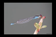 Erythromma viridulum, thumbnail 10 / 20