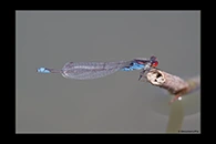 Erythromma viridulum, thumbnail 12 / 20
