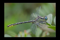 Gomphus graslinii, thumbnail 1 / 20