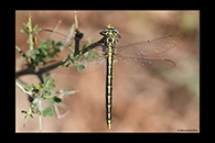 Gomphus graslinii, thumbnail 3 / 20