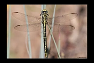 Gomphus graslinii, thumbnail 6 / 20