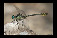 Gomphus graslinii, thumbnail 7 / 20