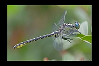 Gomphus graslinii, thumbnail 8 / 20