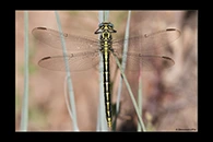 Gomphus graslinii, thumbnail 9 / 20