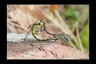 Gomphus graslinii, thumbnail 10 / 20