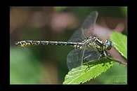 Gomphus graslinii, thumbnail 13 / 20