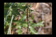 Gomphus graslinii, thumbnail 16 / 20
