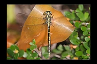 Gomphus graslinii, thumbnail 17 / 20