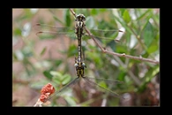 Gomphus graslinii, thumbnail 19 / 20