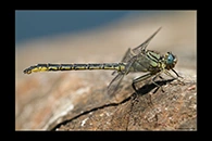Gomphus pulchellus, thumbnail 1 / 20