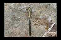 Gomphus pulchellus, thumbnail 2 / 20