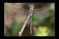 Gomphus pulchellus, thumbnail 4 / 20